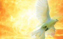 Holy spirit dove by flickr waiting for the word