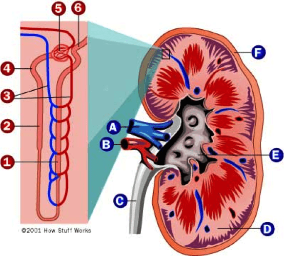 How to Naturally Protect Your Kidneys - Home Cures That Work